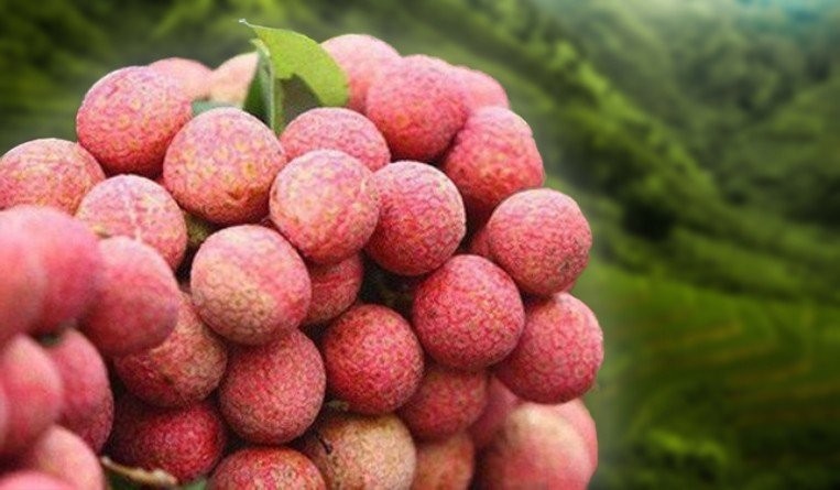 Vietnam’s Luc Ngan lychee gets GI certification in Japan