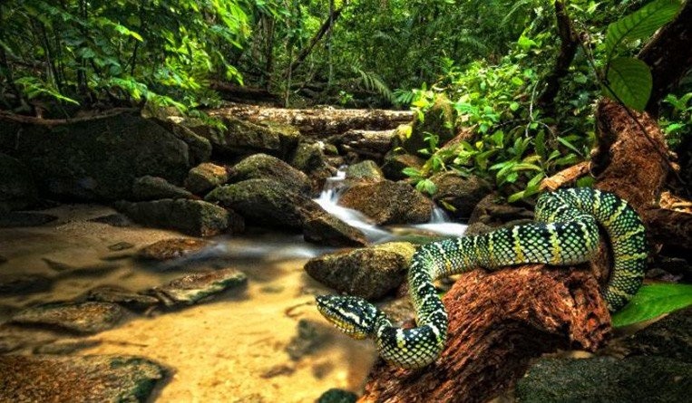 Climate Change and Protection of Biodiversity in Malaysia