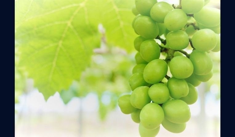 Japan Approves Revised Plant Variety Protection and Seed Act
