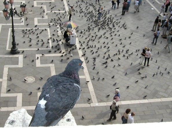 A Bird's Eye View of Recent Judicial Developments