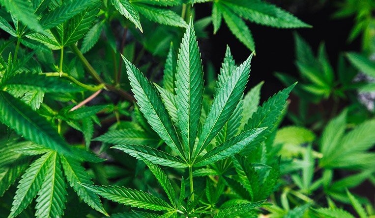 The cost of hemp