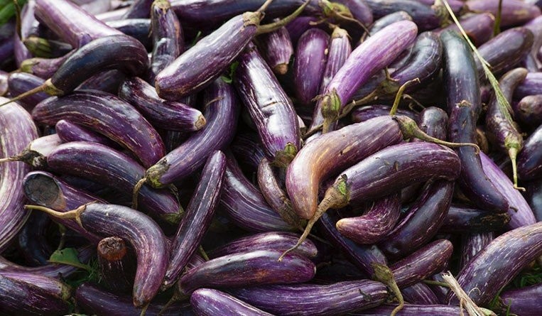 Philippine Supreme Court Axes Field Testing of GMO Eggplant