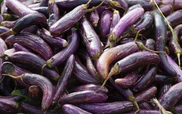 Philippine Supreme Court Axes Field Testing of GMO Eggplant